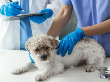 Endocrine Diseases in Dogs: Our Vet Explains Causes, Signs & Treatments