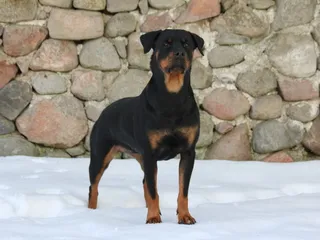 7 Best Shampoos for Rottweilers in 2026: Reviews & Top Picks