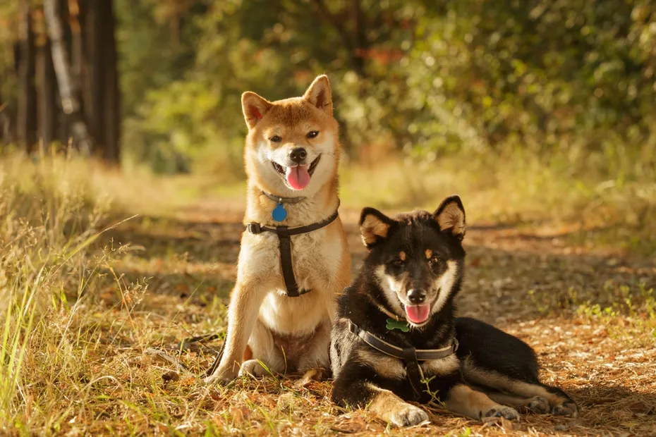 shiba-inu-dogs-sitting-in-the-forest