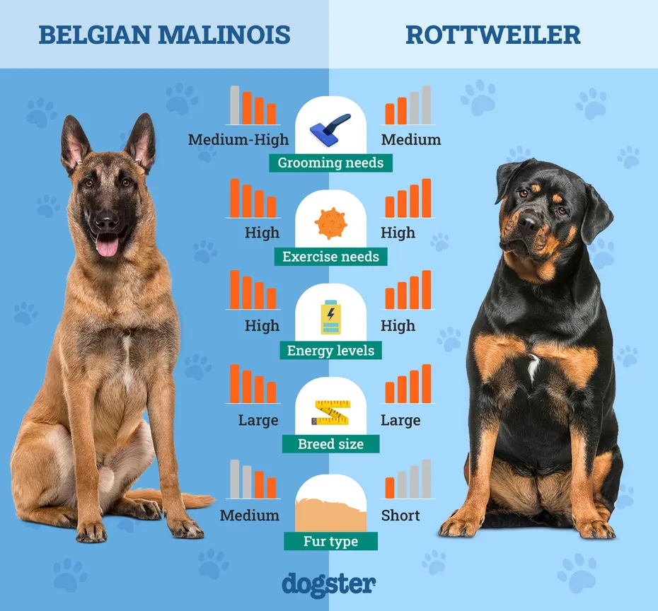 Dogster_Side by Side Comparison_ Belgian Malinois vs Rottweiler