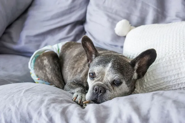 How to Keep Your House Clean When a Dog Is in Heat: 10 Simple Tips