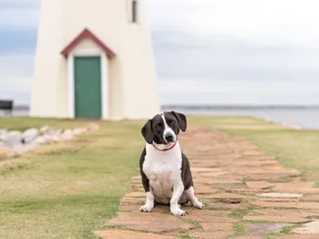 18 Basset Hound Mixes (With Pictures)