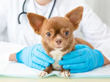 Puppy Deworming Schedule: Our Vet Explains