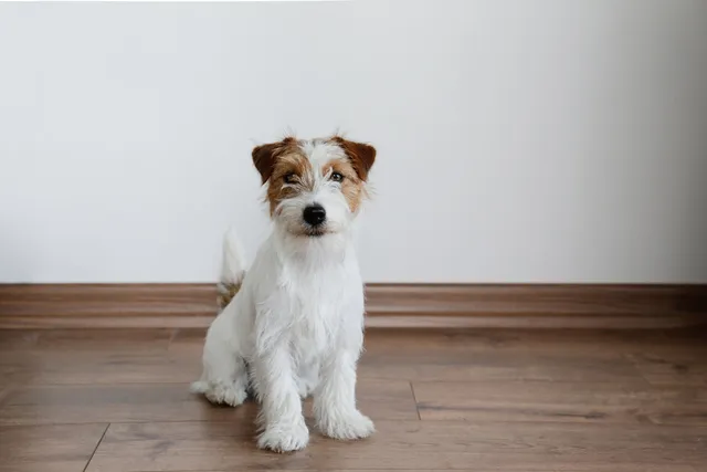 Are Puppies a Lot of Work? Vet-Verified Facts & Helpful Tips