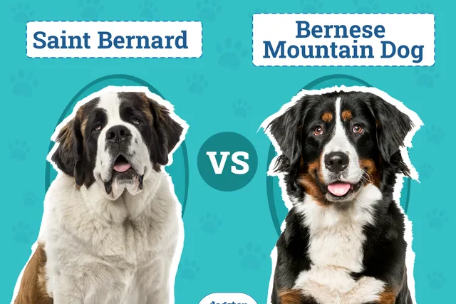 Saint Bernard vs. Bernese Mountain Dog: The Differences (With Pictures)
