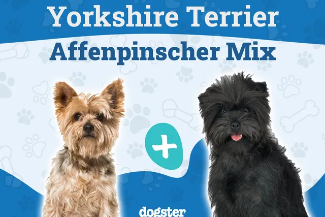 Affenshire (Yorkshire Terrier & Affenpinscher Mix): Info, Pictures, Care & More