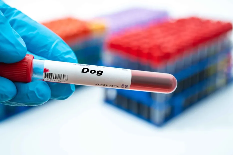 Dog allergy sample blood test tube