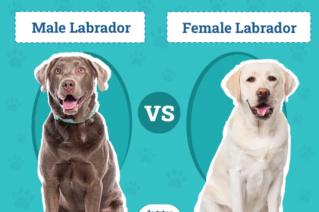 Male vs Female Labrador: The Differences (With Pictures)