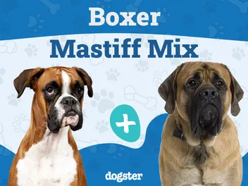 Boxer Mastiff Mixed Dog Breed: Info, Pictures, Care Guide & Traits