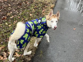 The Organization Helping Pets Feel Safer, Happier, and ‘Fear Free’ - Heroes of the Pet World