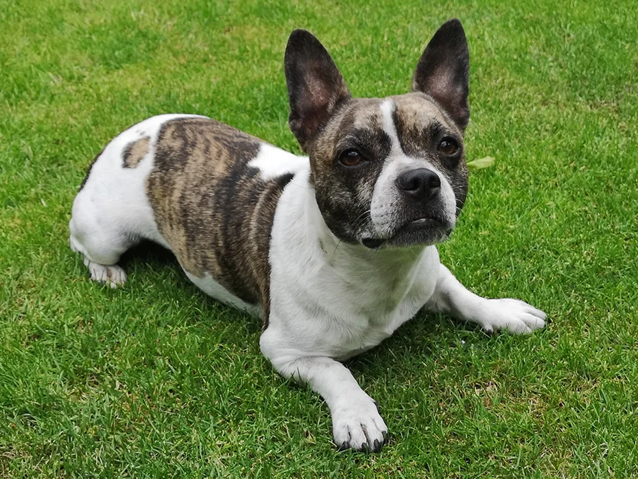 French bullhuahua mix dog lying on the grass