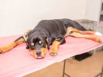 How to Get a Sick Dog to Drink Water: 12 Vet-Reviewed Steps to Follow