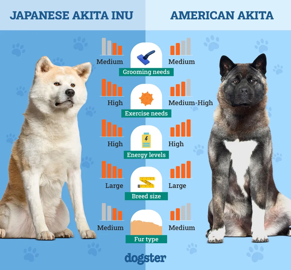Dogster_Side by Side Comparison_ Japanese Akita Inu vs American Akita