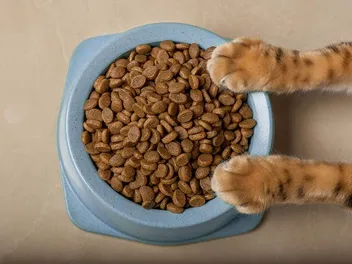 How to Stop My Cat from Eating Dog Food? 7 Vet-Verified Tips & Trick