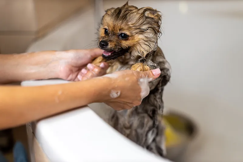 pomeranian dog taking a bath