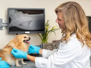 Kennel Cough vs. Collapsed Trachea: How to Tell the Difference (Vet Answer)