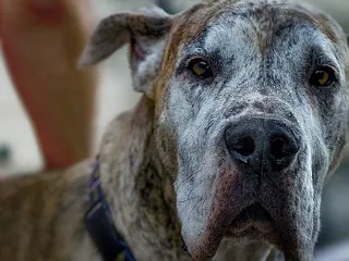 Rottweiler Great Dane Mix: Info, Pictures, Temperament & Facts