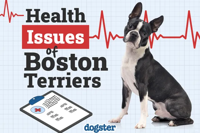 13 Boston Terrier Health Issues to Look Out For (Vet Answer)