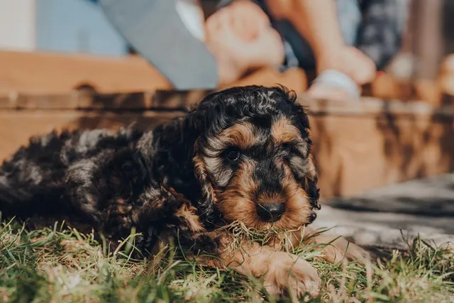 Phantom Cockapoo: Info, Pictures, Origin & History