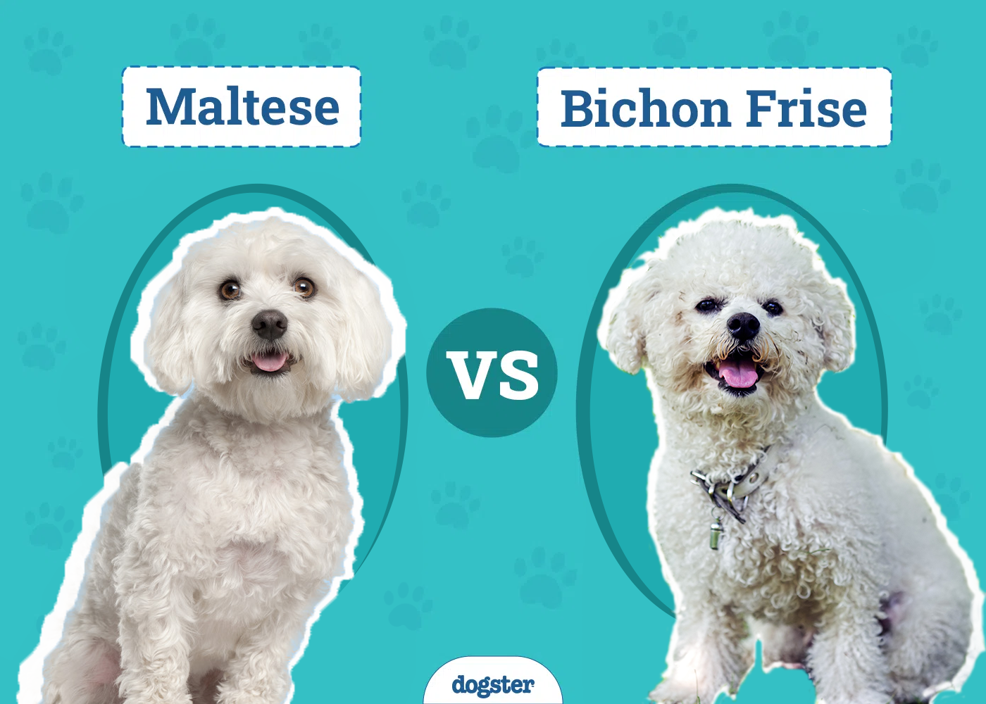 Maltese vs. Bichon Frise: Notable Differences (With Pictures)