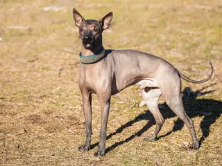 Mexican Hairless Dog (Xoloitzcuintli) Breed Guide: Info, Pictures, Care & More