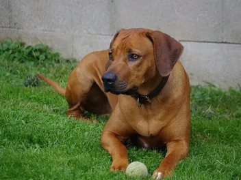 Rhodesian Ridgeback Lifespan: Vet-Reviewed Facts & FAQ