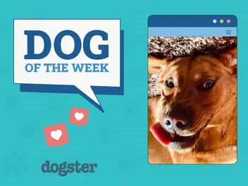 Dogster Photo Contest: Dogs of the Week Winners (May 22, 2025)