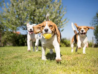 10 Tricolor Dog Breeds (With Info & Pictures)