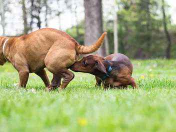 Do Male Dogs Go Into Heat? Vet-Verified Facts & Explanation