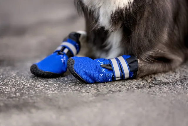 Dog Boots: Vet-Verified Pros & Cons