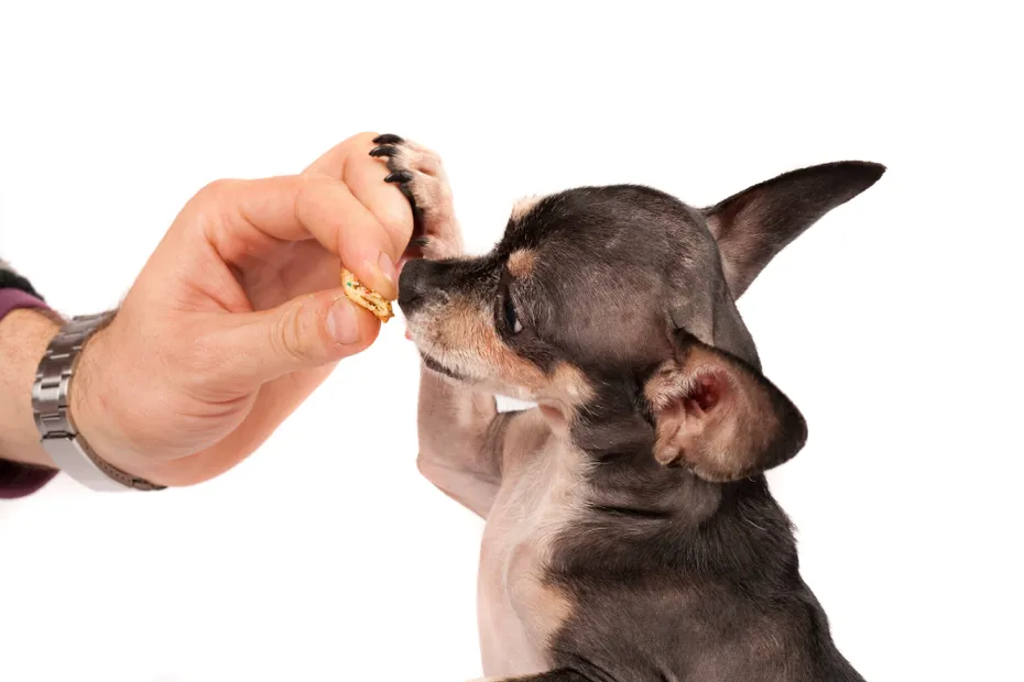 Chihuahua dog eating treats from his owner's hand