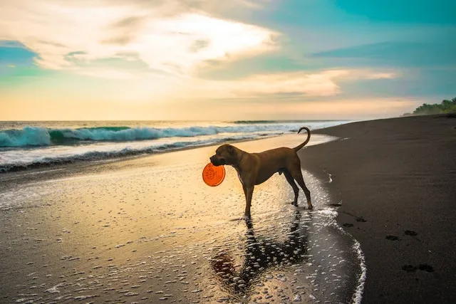 Top 5 Dog Friendly Beaches in Miami, FL in 2026: On & Off-Leash Places