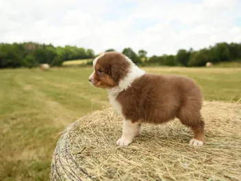 Are Puppies Born With Worms? Vet-Verified Signs, Treatment & Prevention