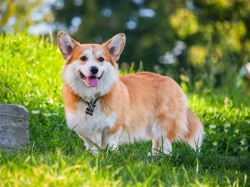 Do Corgis Make Good Service Dogs? Vet-Verified Facts & FAQ