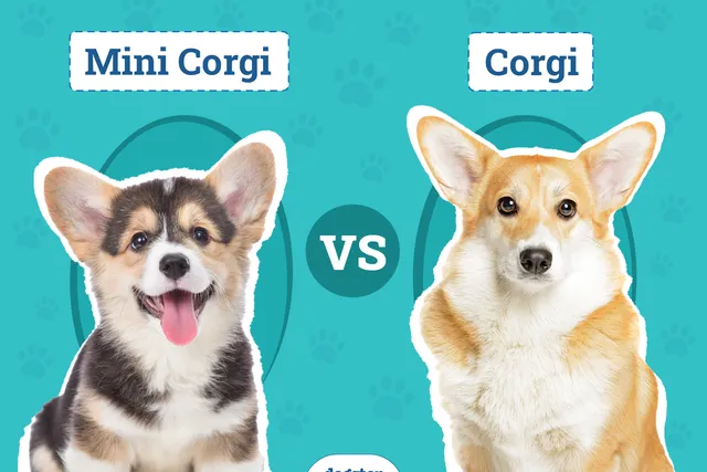Mini Corgi vs. Corgi: Vet-Reviewed Breed Comparison