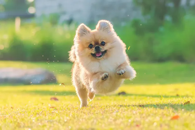 My Dog Has Too Much Energy, What Should I Do? 6 Vet-Reviewed Tips