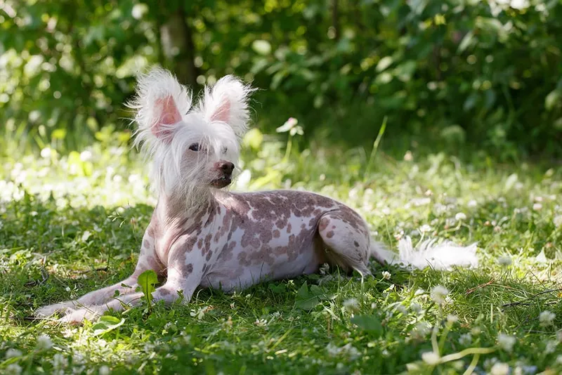 chinese crested dog lying on the grass