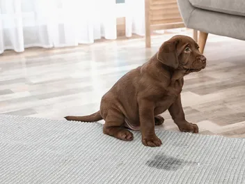 How to Potty Train a Puppy or Dog: Vet-Approved Step-by-Step Guide