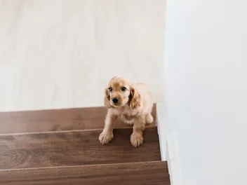 How to Train Your Dog to Climb Stairs: 2 Vet-Verified Effective Methods