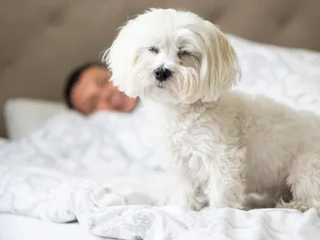 Why Is My Dog So Protective of Me? 4 Vet-Reviewed Common Reasons