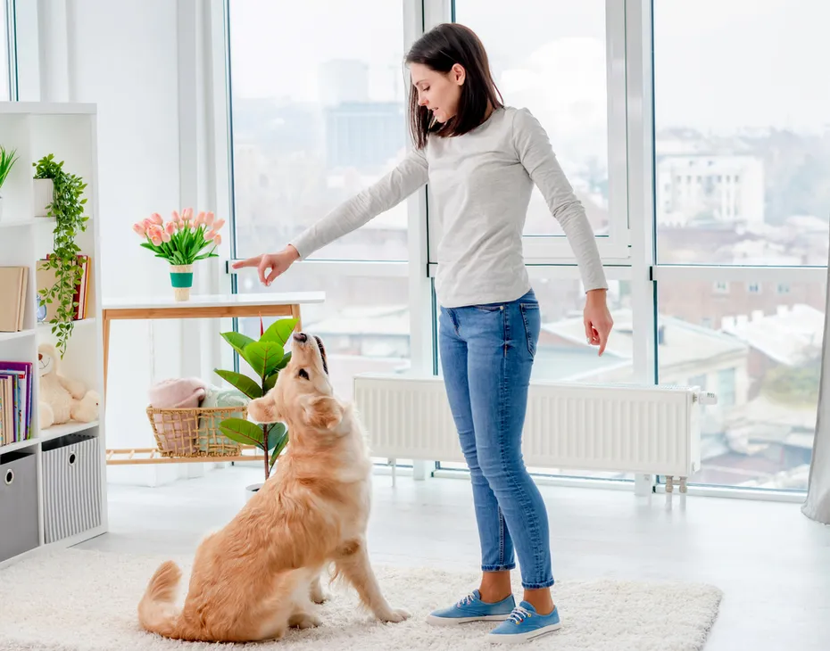 young woman training her dog at home