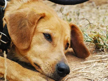 13 Signs Your Dog Is Stressed, Depressed, or Sad (Vet Answer)