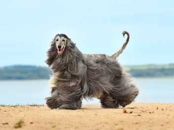 20 Most Expensive Dog Breeds in 2026: Info, Pricing & Pictures