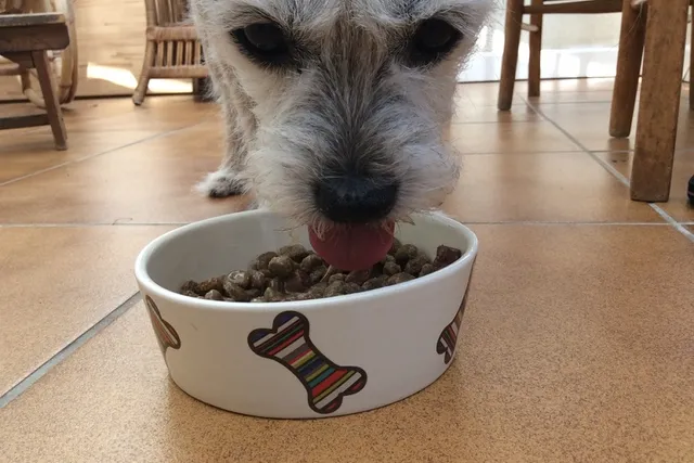 How Much Protein Do Senior Dogs Need? Vet-Reviewed Facts & FAQs
