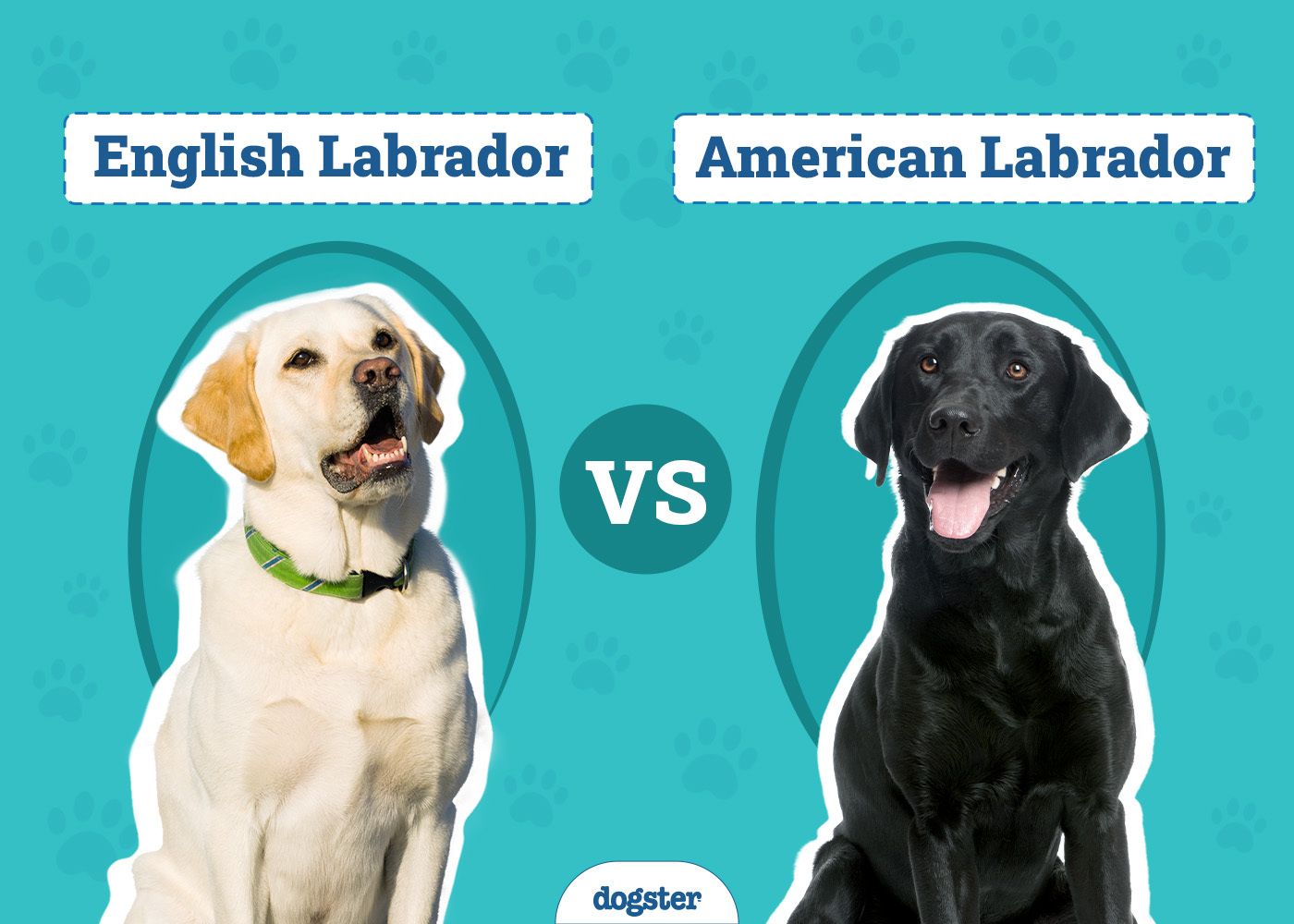 English vs American Labrador: The Main Differences (With Pictures)