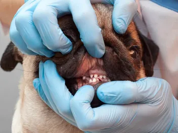 Is a Broken Dog Tooth an Emergency? When To Call the Vet