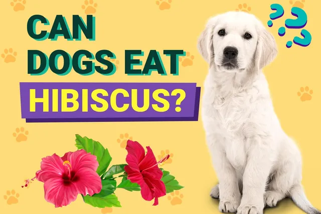 Can Dogs Eat Hibiscus? Vet Approved Facts & FAQ
