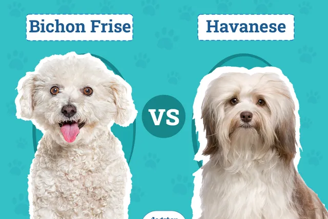 Bichon Frise vs Havanese: The Key Differences (With Pictures)