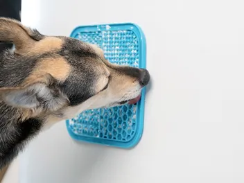 7 Best Lick Mats for Dogs in 2026: Reviews & Top Picks