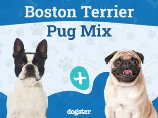 Bugg Dog Breed: Info, Pictures, Care, & Facts
